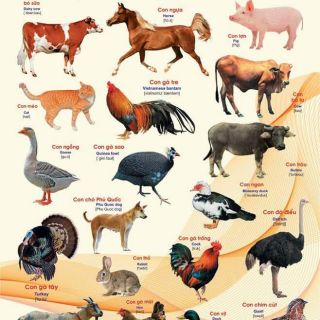 Combo Tranh giúp bé tập nói