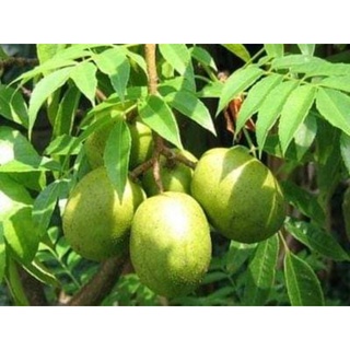 Giống cóc thái lùn cao sản siêu trái