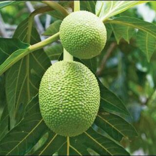 Cây sa kê mới về.