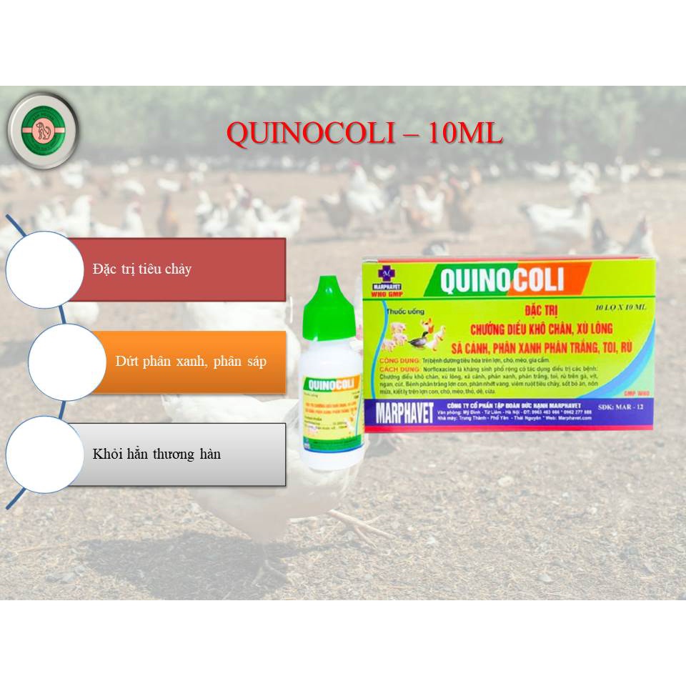 Quinocoli 10ml x 10 lọ dứt điểm chướng diều, khô chân, tiêu chảy gà, vịt, chim, cút