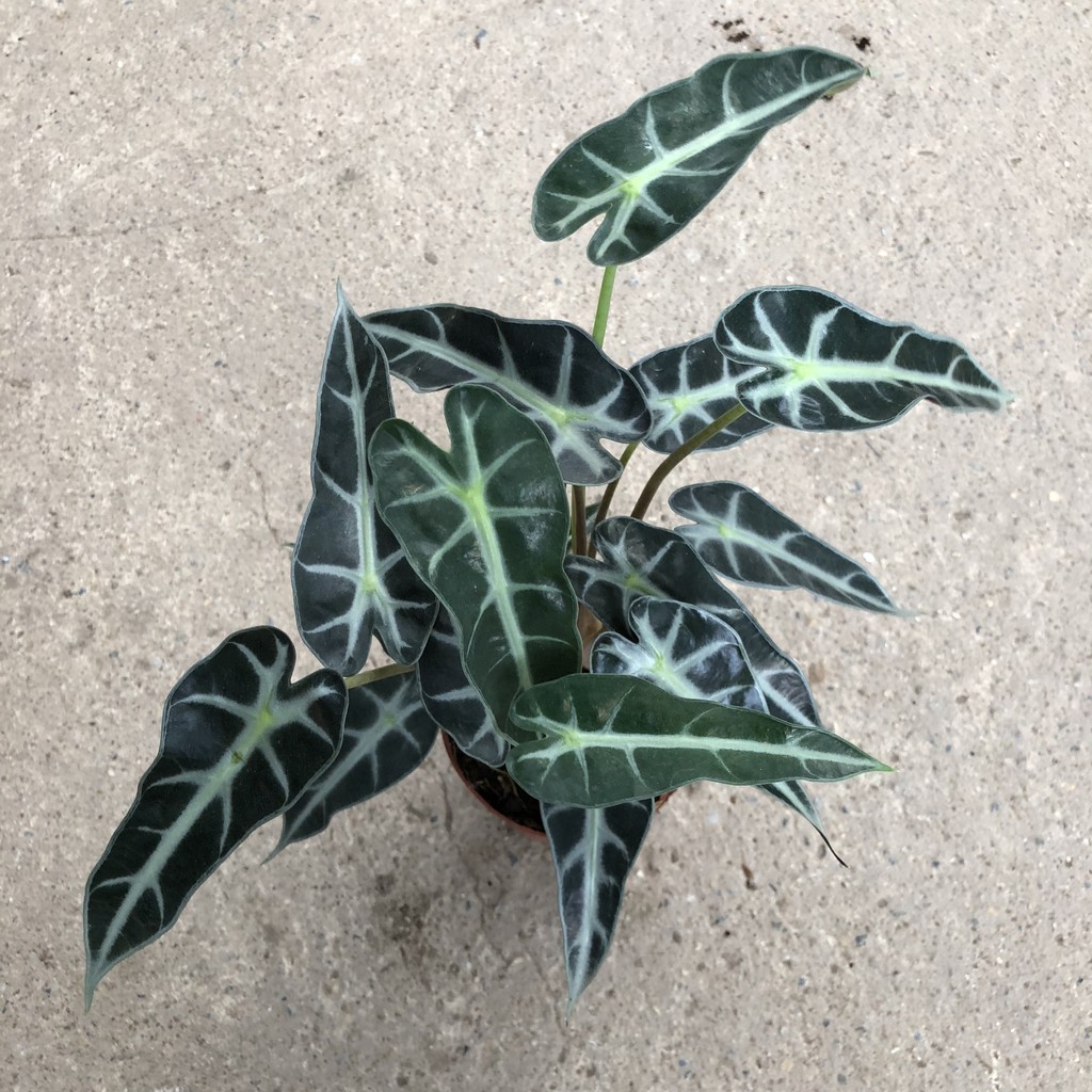 Cây để bàn - Cây môn quan âm cao 25cm bụi cây to khoẻ lá bắt mắt mang phong thuỷ tốt