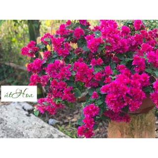 10 cây bông giấy Mỹ (cây giống) Vườn SLL