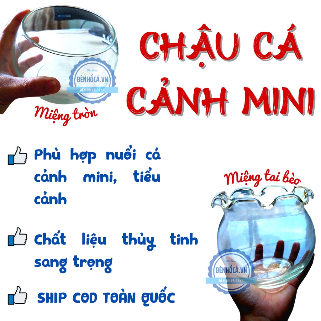 Chậu thủy tinh mini nuôi cá, bể cá mini để bàn
