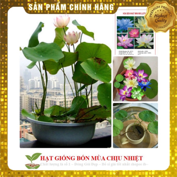 B Hạt Giống Hoa Sen Mini Nhật Bản 1.9k/Hạt - 10 Màu Siêu dễ trồng Đảm bảo nảy mầm 99% không có hạt nổi ĐẾN MÙA TRỒNG TẾT