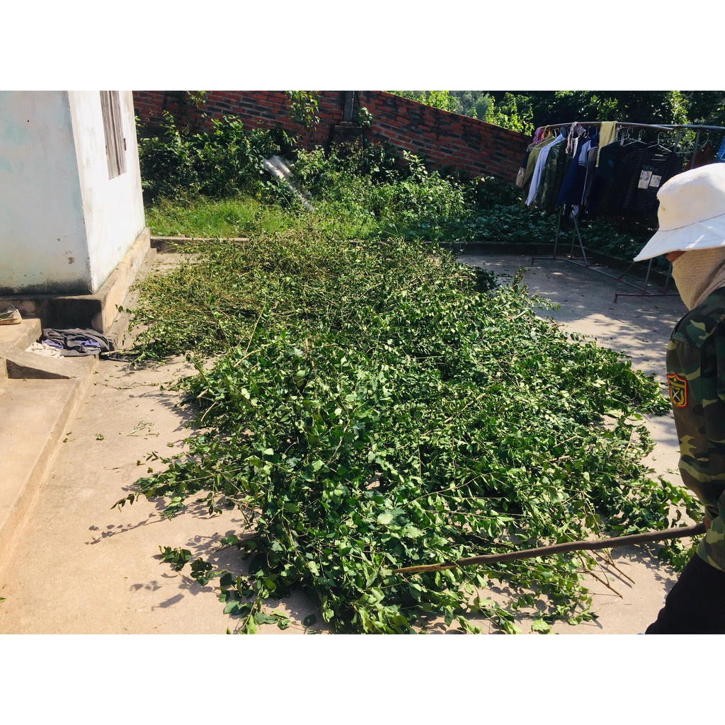 Lá găng khô làm thạch xanh khô 500g,1kg