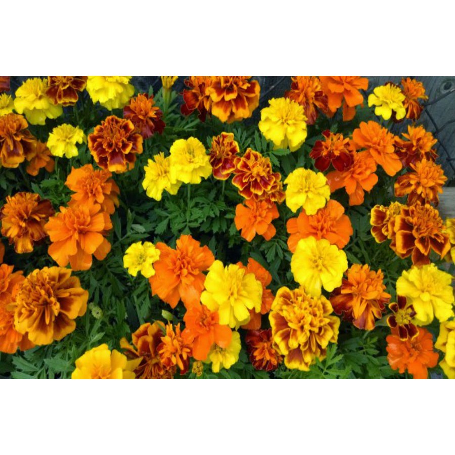 HẠT GIỐNG HOA VẠN THỌ PHÁP NHIỀU MÀU - GÓI 1 GRAM