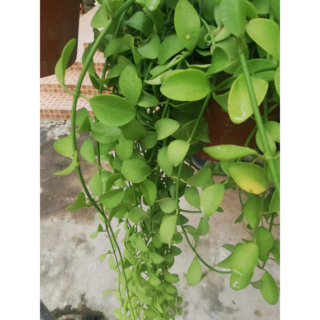 Cây hạt bí nhỏ