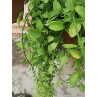 Cây hạt bí nhỏ