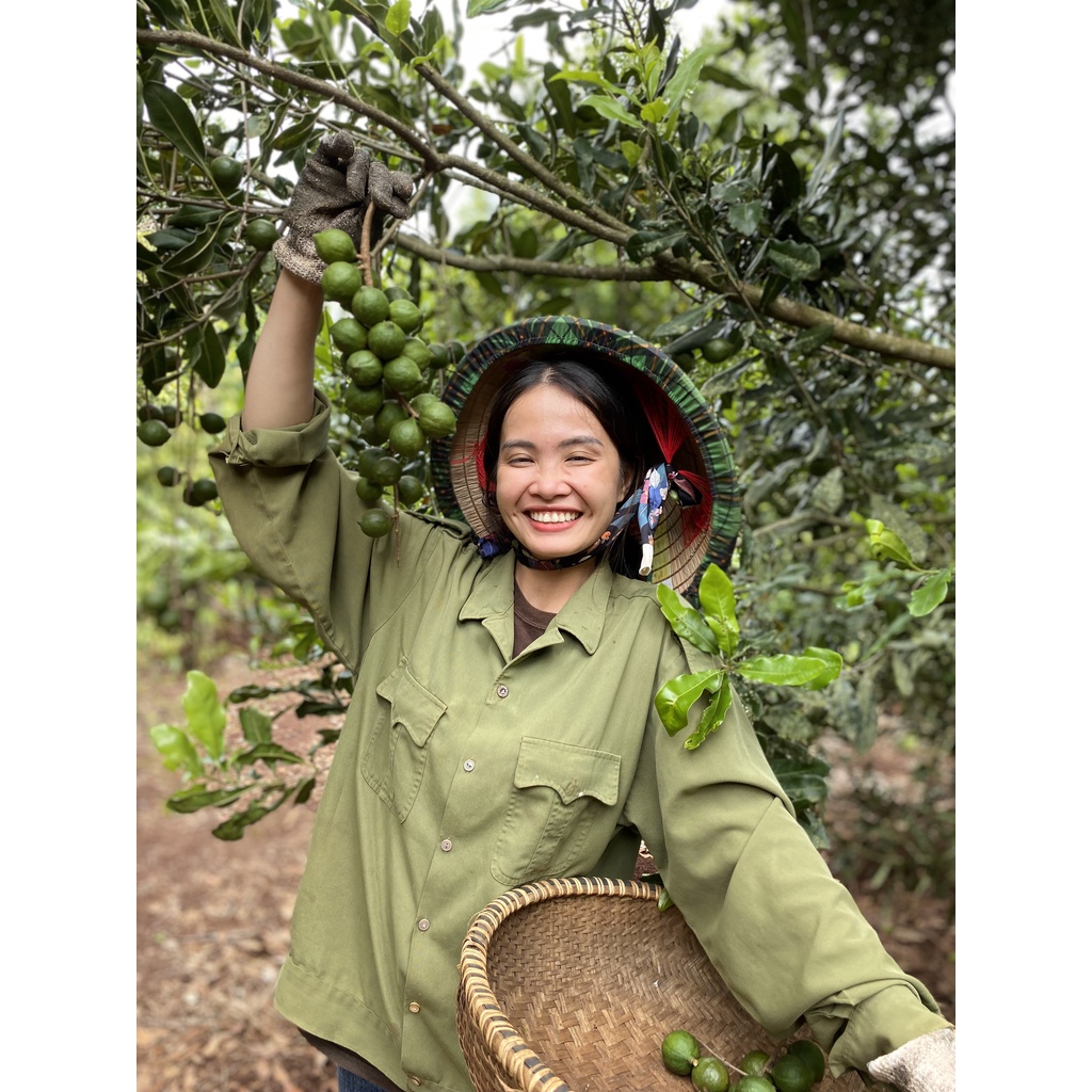 Hạt Macca Đắk Lắk nứt vỏ size trung Hana Ban Mê