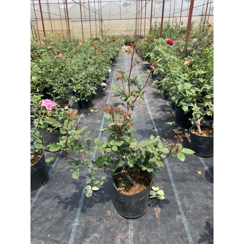 Hoa hồng leo Doctuer Massad - cây nguyên chậu cao 50-60cm. thienan22916