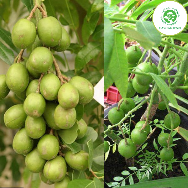 [Chỉ Giao Miền Bắc] Cây Cóc Thái Ra Quả Siêu Sớm (Ảnh Thât).