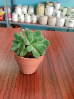 Chậu đất nung mini 5x5cm