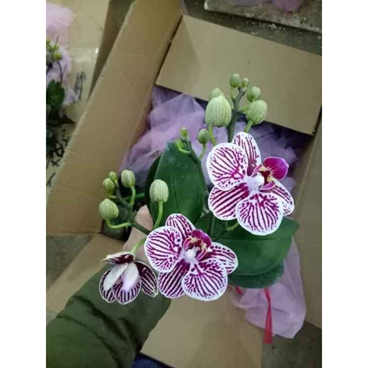 Combo 3 cây Hồ điệp 2 ngồng hoa