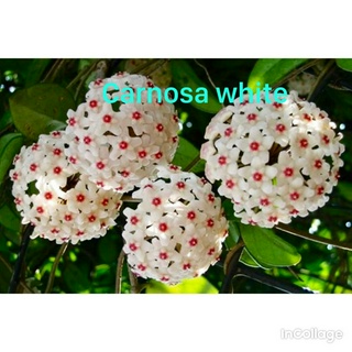 giò hoa lan cẩm cù trắng size trung