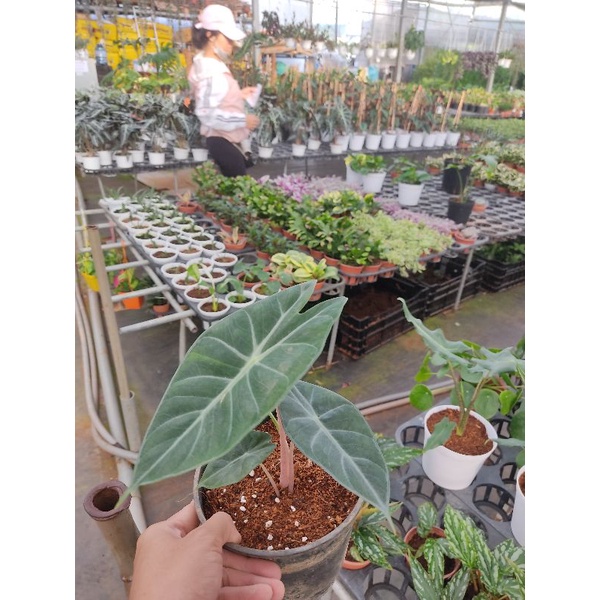 Chậu cứng Alocasia morocco- pink dragon