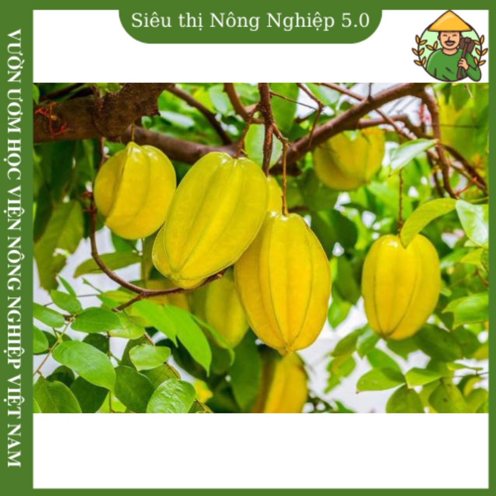 Cây giống khế ngọt F1, giống khế ngọt bonsai, cây khế ngọt đại học nông nghiệp 1 cao 40cm -60cm