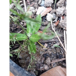 1 gói hạt giống cây ngò giai, cây mùi tàu gần rất dễ gieo nảy mầm rất nhanh 🌱🌱🌱🌱🌱