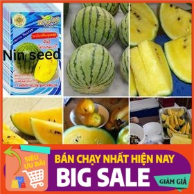 [ Hạt Giống Xanh ] (30-35 H) - Hạt Giống Dưa Hấu Ruột Vàng Qủa To - Ngọt, Giàu Vitamin, Năng Suất Cao