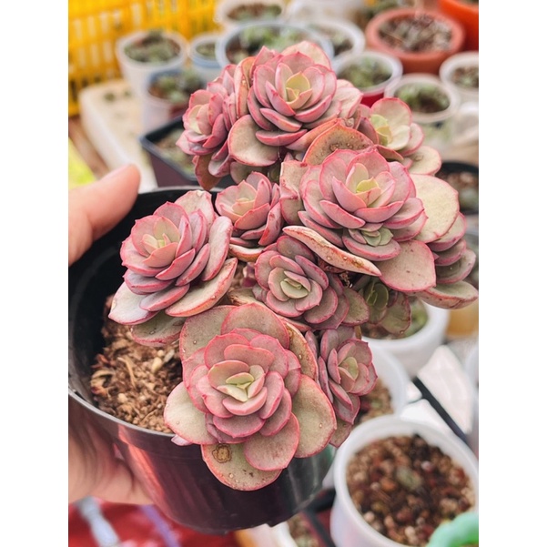 Sen đá suyon thụ nhiều đầu size 8-12cm