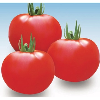 Hạt giống cà chua 0.1g