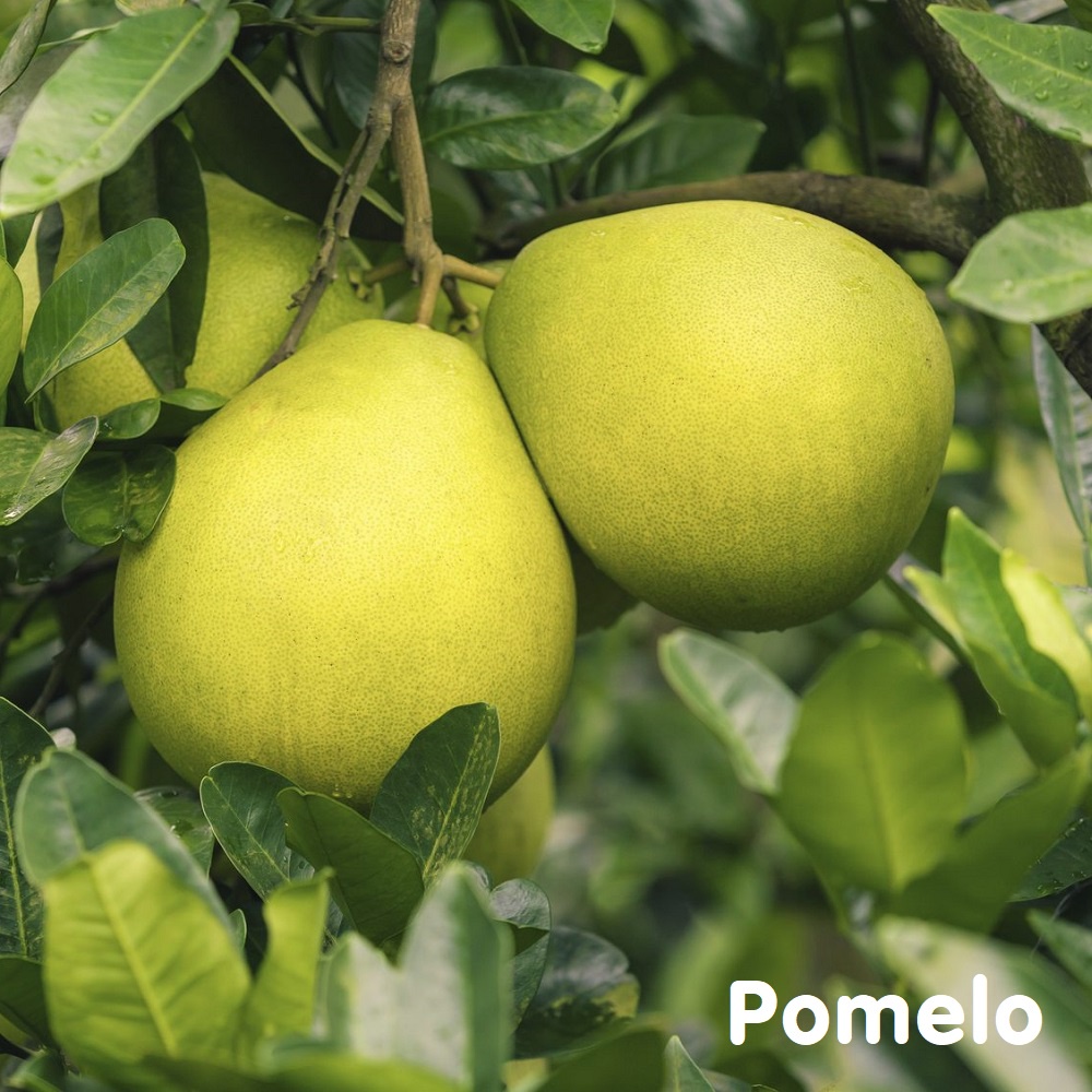 Tinh dầu Bưởi da xanh Pomelo Essential Oil