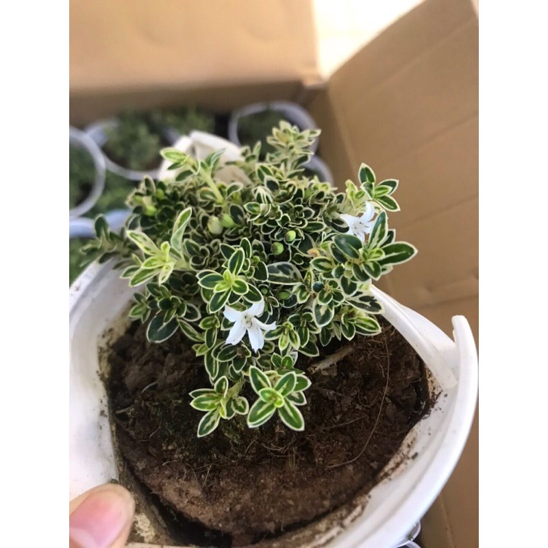 Bạch tuyết mai hoa trắng set hồ bán canh, trồng chậu, tiểu cảnh 🌳Mua 5 tặng 1🌳