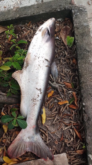 Bột ủ bún câu cá tra