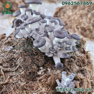 Phôi sò yến - phôi nấm yến