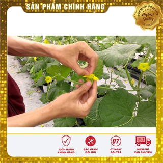 Hạt Giống Cây Dưa Lưới Vàng oval(lõi vàng)