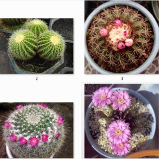 Hạt giống xương rồng mix ( 1 gói 20 hạt )