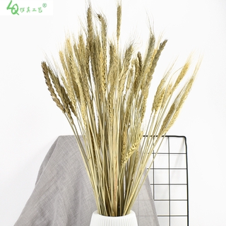 Bó Hoa Lúa Mạch Khô Trang Trí Nhà Cửa