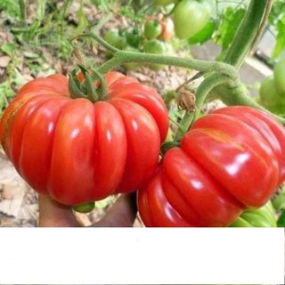 Hạt Giống Cà Chua Hoa Thị 0.1gr