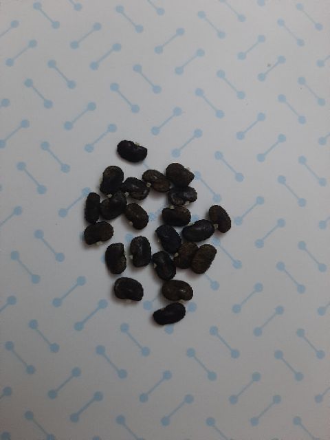 30 hạt Đậu Biếc