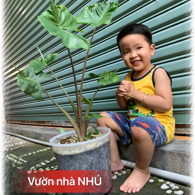 Vườn NHÚ
