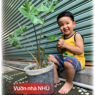 Vườn NHÚ