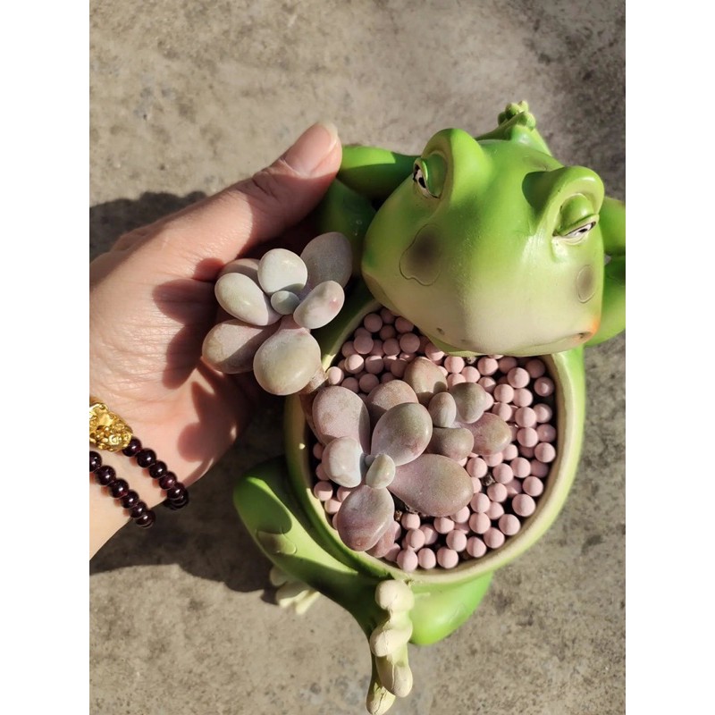 Chậu sen đá hình thú cute