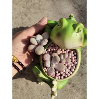 chậu sen đá hình thú cute (oder)