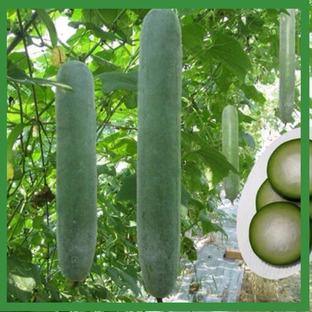Hạt Giống Bí Sặt Cao Sản Phú Nông Năng Suất Dễ Trồng  CHẤT LƯỢNG CAO