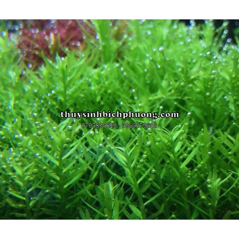 ROTALA XANH BÒ - VẨY ỐC XANH BÒ - ME XANH - CÂY THUỶ SINH