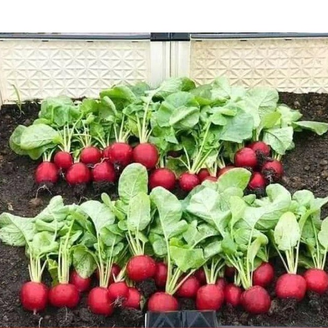 Hạt giống củ cải đỏ cherry chất lượng cao