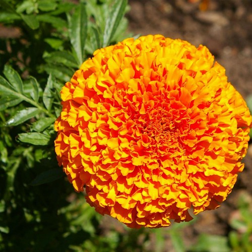 HẠT GIỐNG HOA VẠN THỌ LÙN F1 MÀU CAM ĐỎ HN 48 - GÓI 20 HẠT