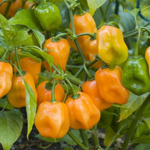 Hạt Giống Ớt Cay Habanero Scoville 350