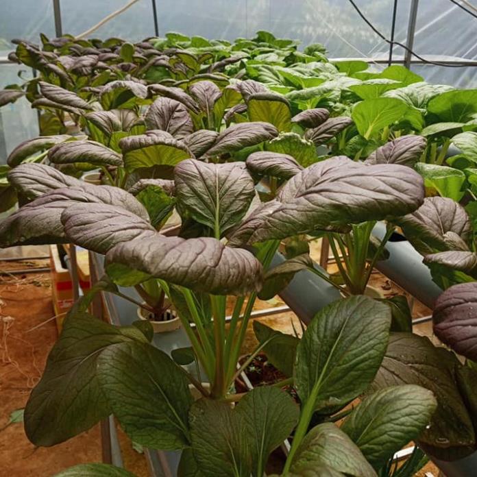 Dung Dịch Thủy Canh HYDROPONIC 100ML - thủy canh lavamix 100ml