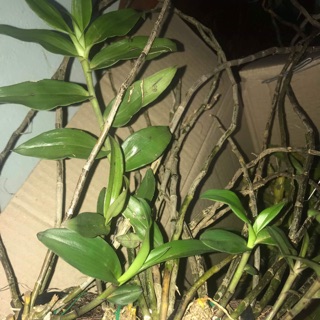 Com bo 2 hạc vỹ,1 hoang thảo vạch đỏ, 1 hồ điệp rừng