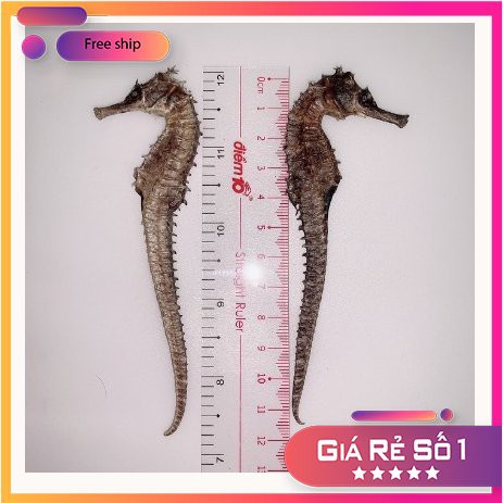 1 Cặp cá ngựa đực cái size lớn