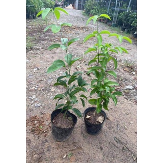 Cây giống hoa lan tỏi(1bầu)
