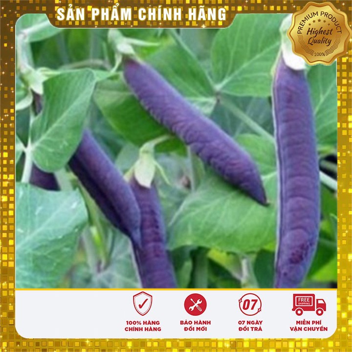 Bộ gói hạt giống Đậu Hà Lan