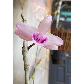 Giả hạc, phí điệp hồng cánh mai