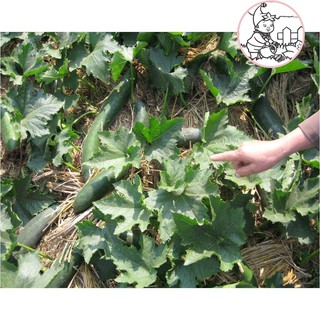 HẠT BÍ ĐAO CHANH, BÍ SẶT - GÓI 1 GRAM