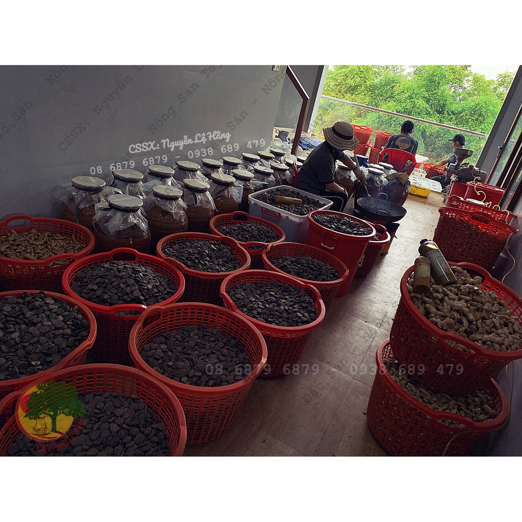 [Mã 2712FMCGSALE giảm 8% đơn 500K] GỪNG NGHỆ HẠT GẤC HẠ THỔ (TOÀN THÂN) | BigBuy360 - bigbuy360.vn